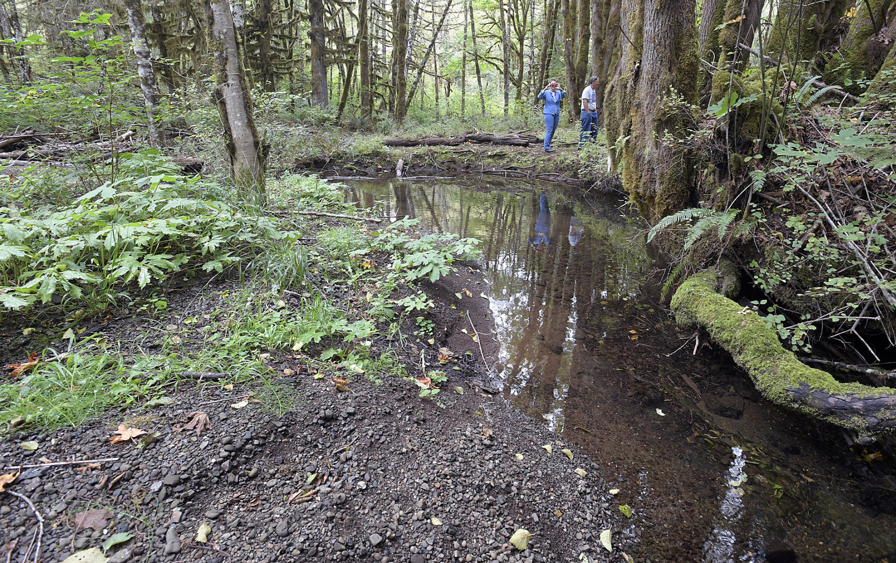 Shiver River Tree Farm14-my